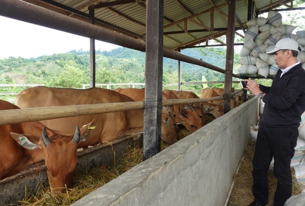 Usman Suhuriah Berharap Kesungguhan Pemprov Sulbar Kelola Peternakan Sapi Beroangin